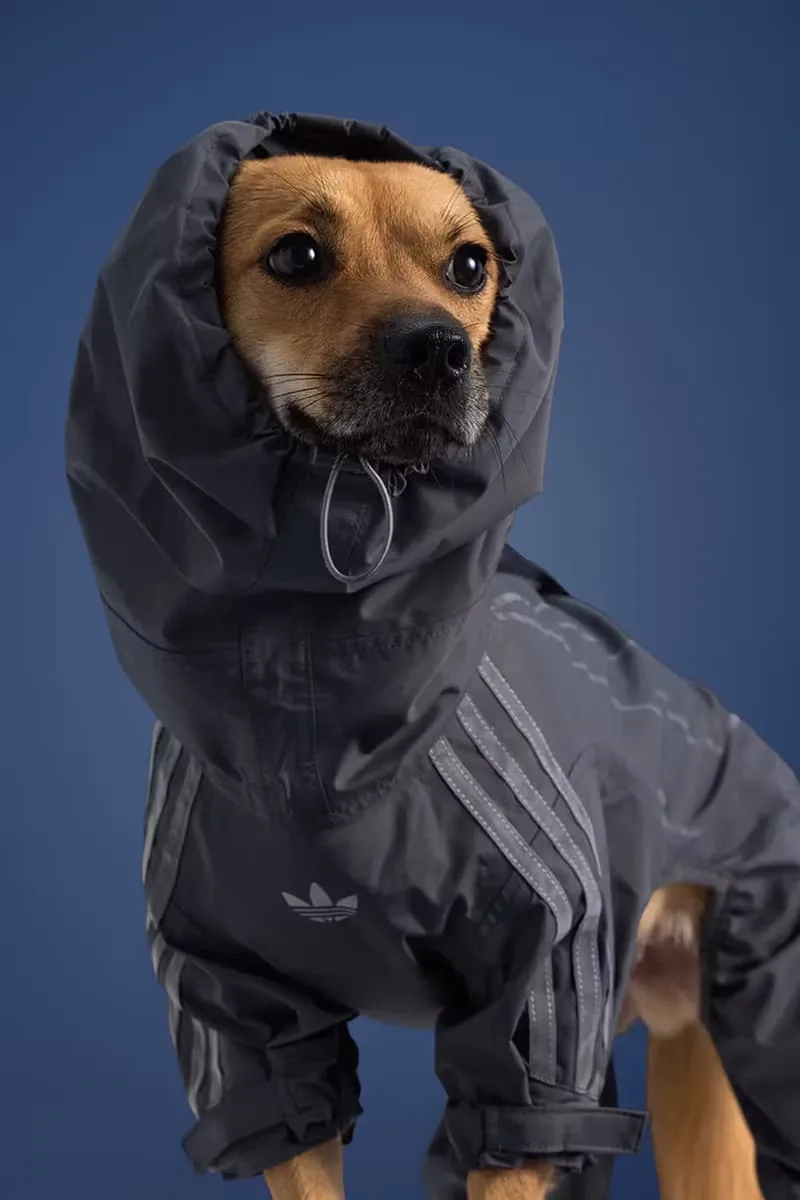 adidas-habille-vos-animaux-pour-lautomne-2025-avec-elegance/carousel-1.jpg