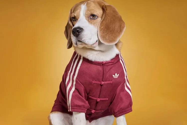 adidas-habille-vos-animaux-pour-lautomne-2025-avec-elegance/carousel-14.jpg