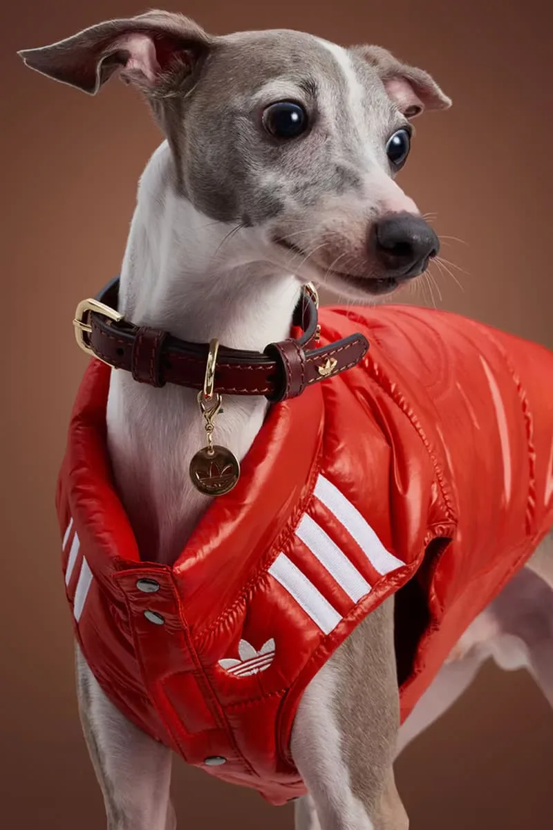 adidas-habille-vos-animaux-pour-lautomne-2025-avec-elegance/carousel-3.jpg