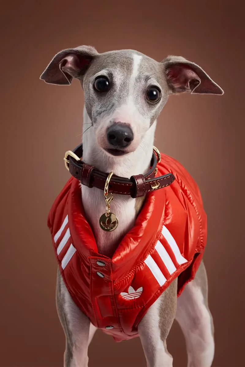 adidas-habille-vos-animaux-pour-lautomne-2025-avec-elegance/carousel-4.jpg