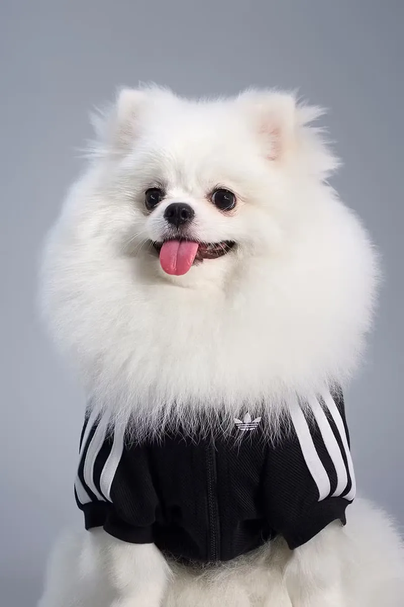 adidas-habille-vos-animaux-pour-lautomne-2025-avec-elegance/carousel-7.jpg