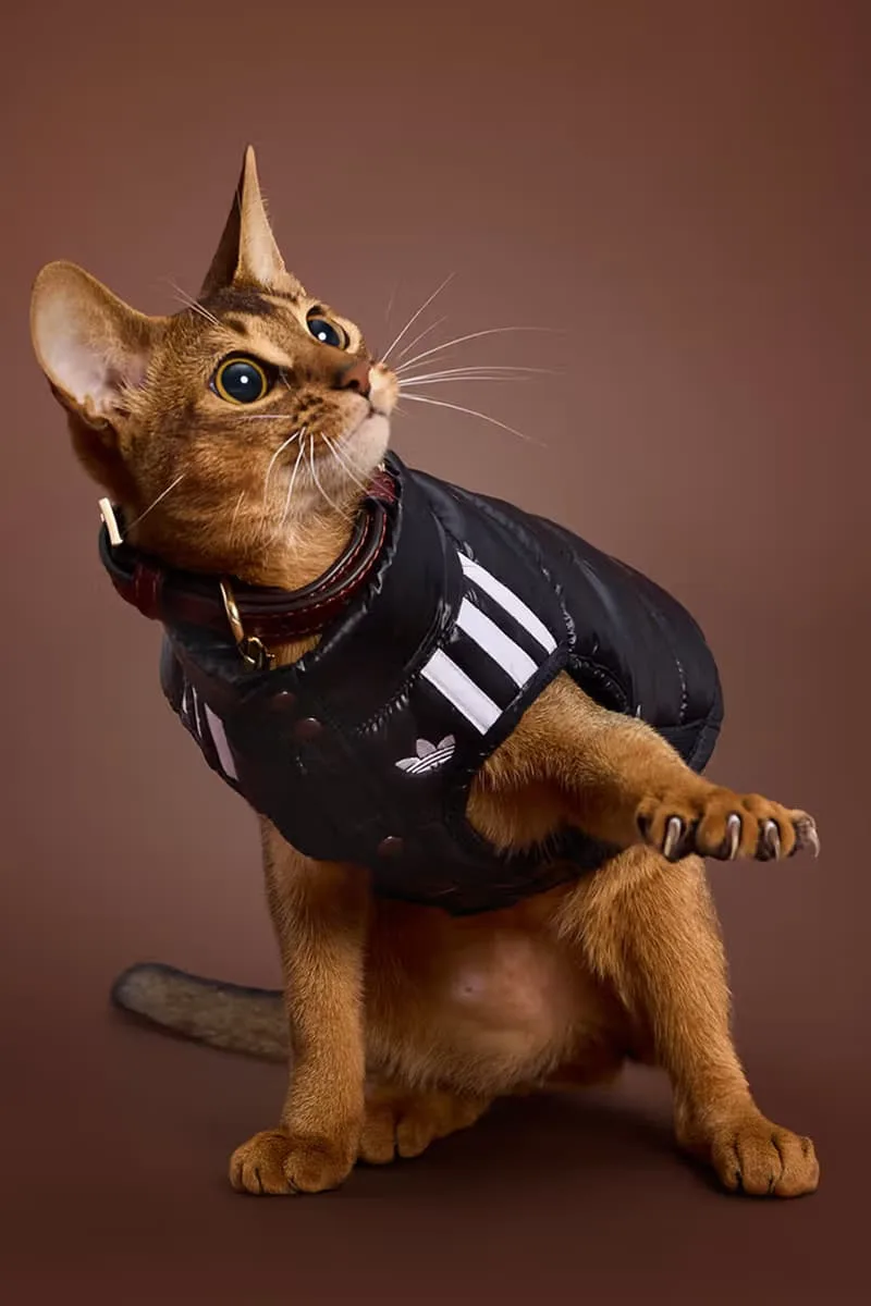 adidas-habille-vos-animaux-pour-lautomne-2025-avec-elegance/carousel-9.jpg