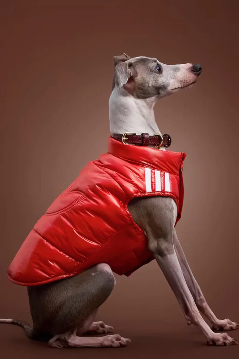 Chien en manteau rouge sur fond marron