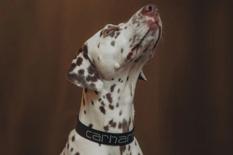 carhartt-wip-accessoires-pour-chiens-en-cuir/carousel-4.jpg