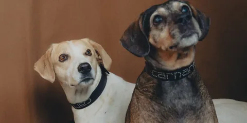 Deux chiens portant des colliers noirs regardant à droite.