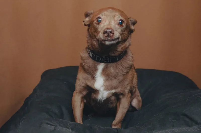 Petit chien marron portant un collier, assis sur un coussin noir.