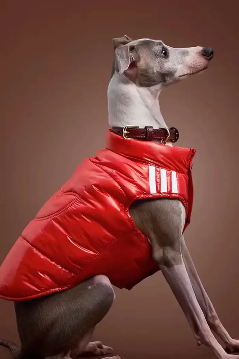 adidas Originals dévoile sa collection pour animaux de l’hiver 2026