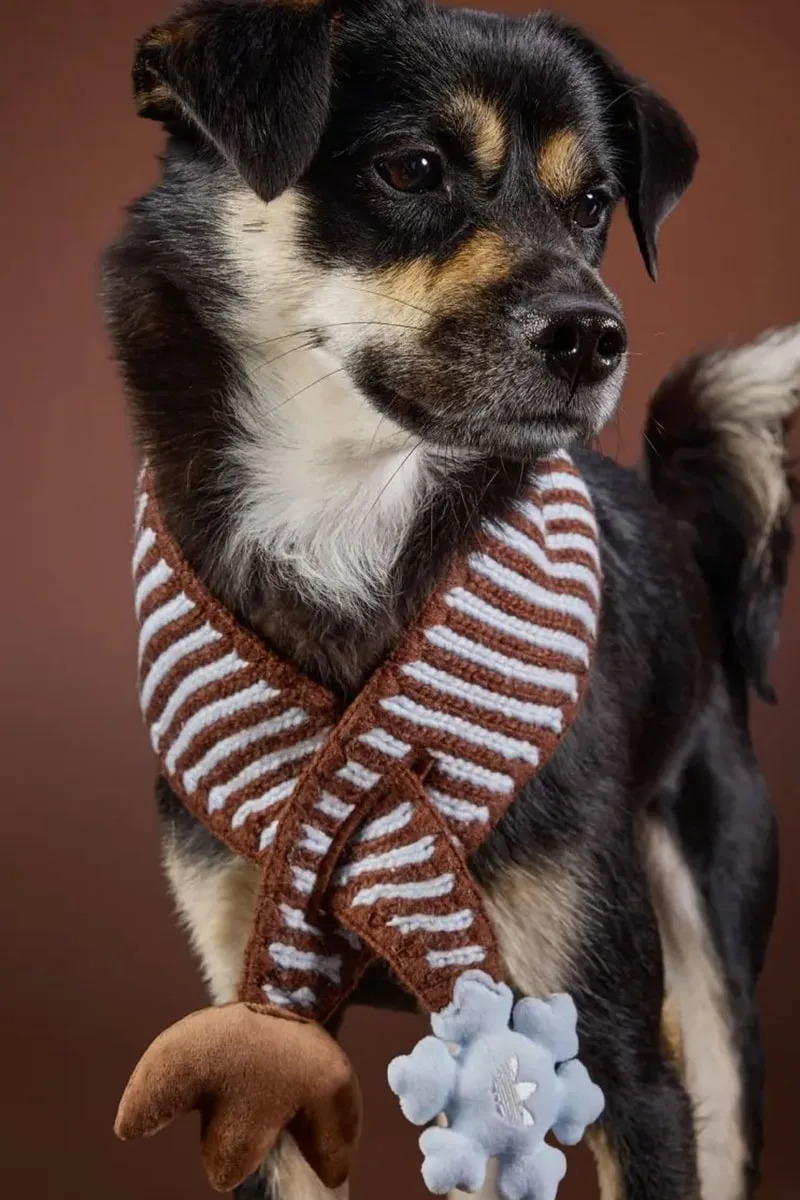 adidas Originals dévoile sa collection pour animaux de l’hiver 2026