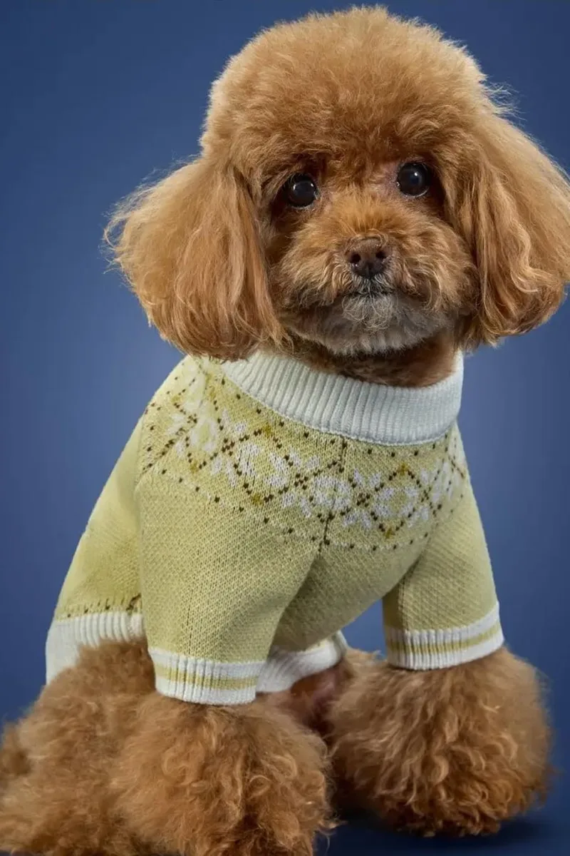 adidas Originals dévoile sa collection pour animaux de l’hiver 2026