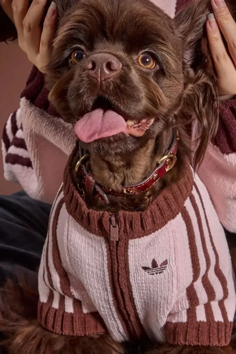 adidas Originals dévoile sa collection pour animaux de l’hiver 2026