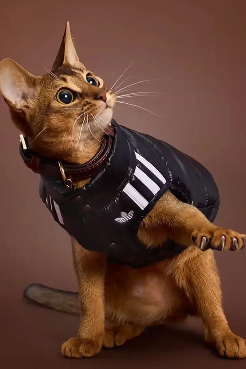 adidas Originals dévoile sa collection hivernale 2026 pour animaux