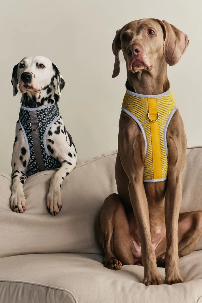 Un dalmatien et un chien brun assis sur un canapé, portant des harnais.