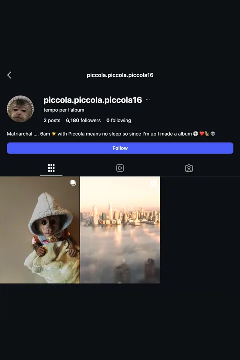 Profil Instagram avec un animal en vêtements sur la photo