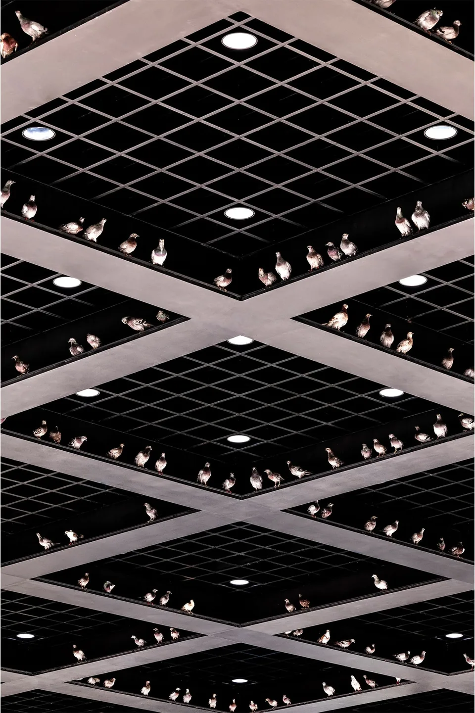 Des pigeons posés sur un plafond géométrique sombre et éclairé.