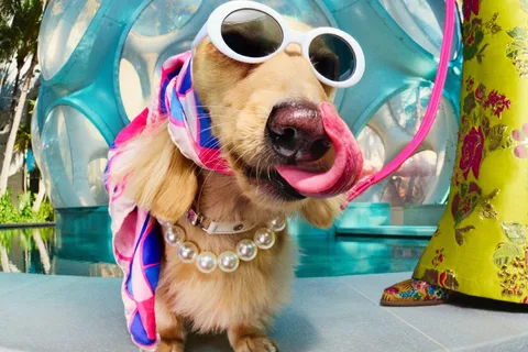 Chien avec lunettes, foulard et collier près d'une piscine.