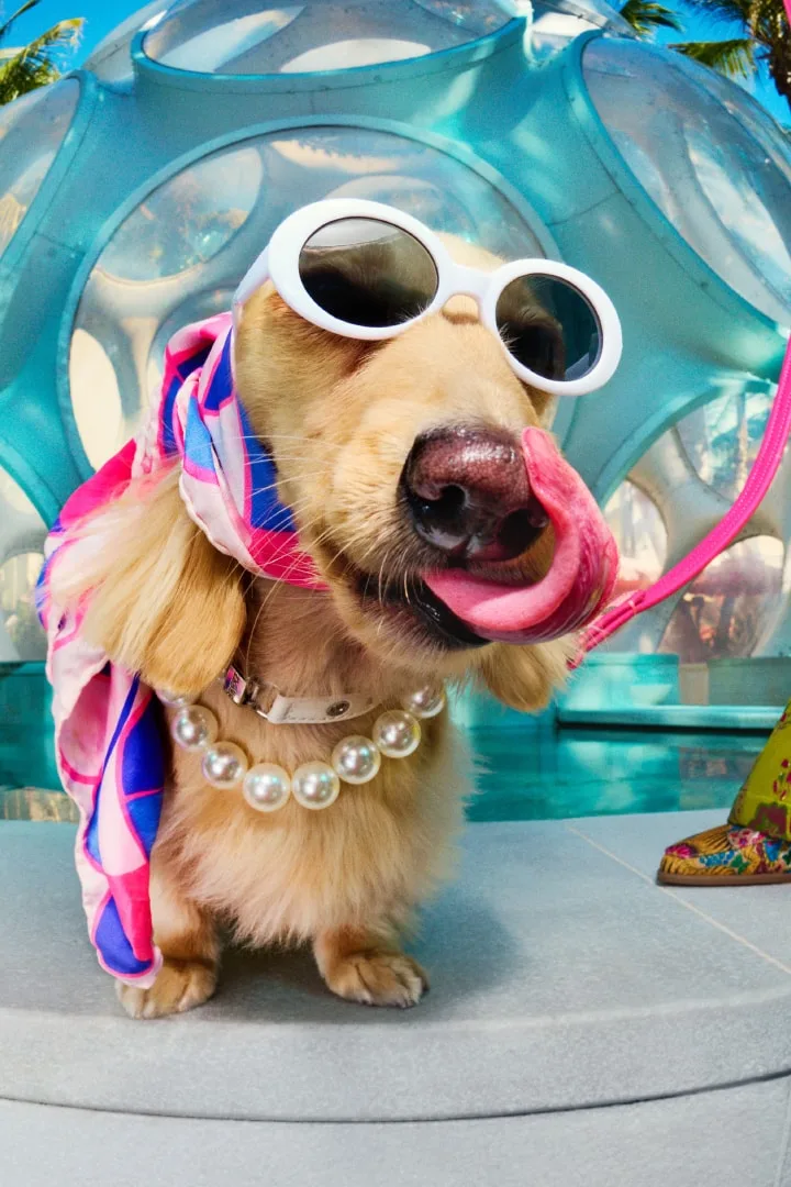 Chien avec lunettes de soleil, écharpe et collier de perles.