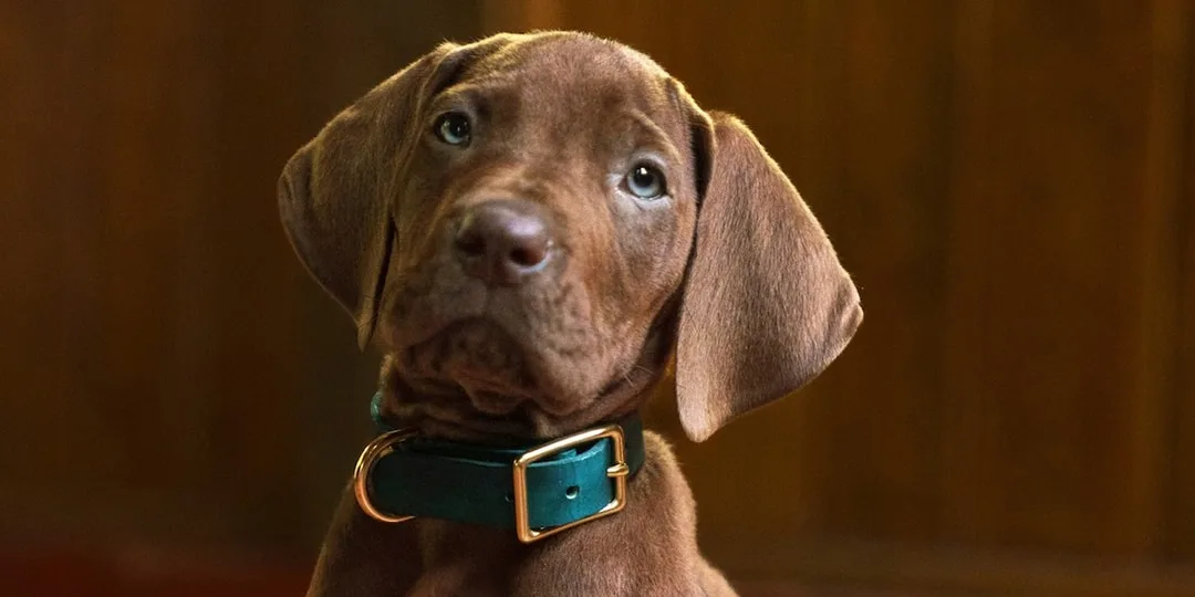 Chiot brun avec un collier bleu sur fond marron lumineux.