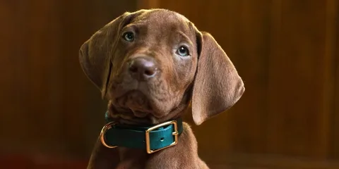 Chiot brun avec un collier bleu sur fond marron lumineux.