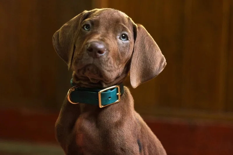 Chiot brun avec un collier vert posé devant un fond en bois
