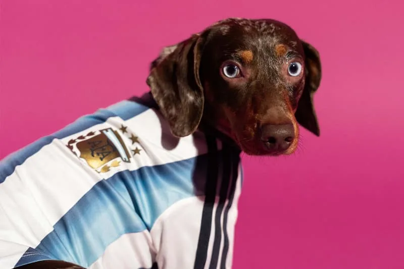 Chien avec maillot de football argentin sur fond rose.