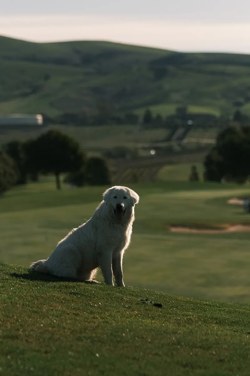 Chien blanc sur une pente verte avec des collines en arrière-plan